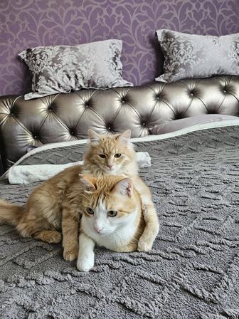 Передержка для животных