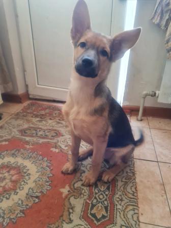 Собака овчарка