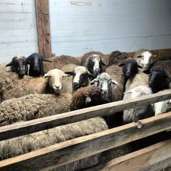 Кой, баранов