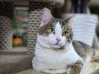 Котик Гарри 3 года