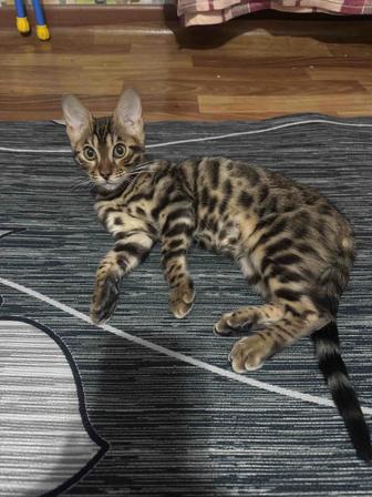 Продам котенка бенгальского