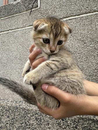 Котенок