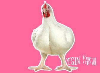 Инкубационные яйца бройлеров росс 308 надежно