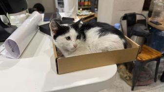 Отдам котенка