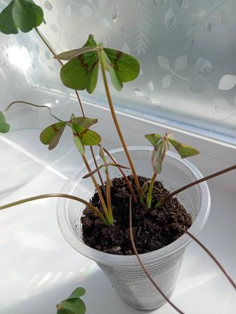 Продам комнатное растение