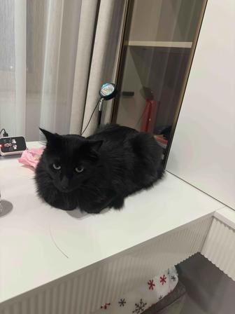 ПОТЕРЯН КОТ, ЗА ВОЗНАГРАЖДЕНИЕ