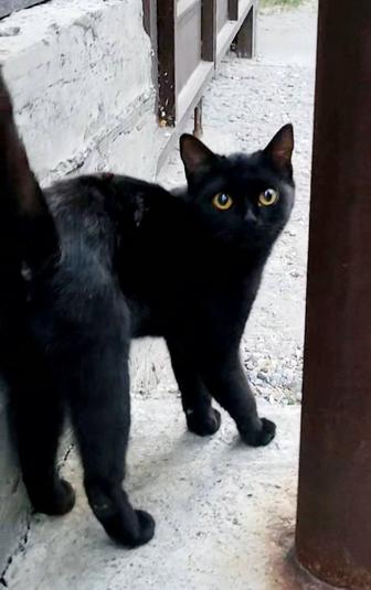Черная кошка 8 мес