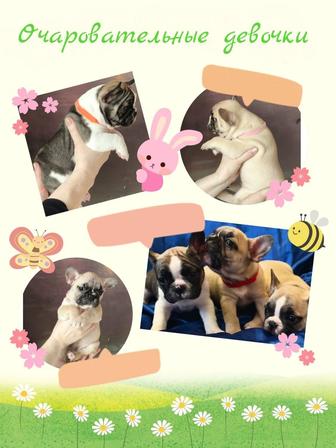 Продам щенков французский бульдог