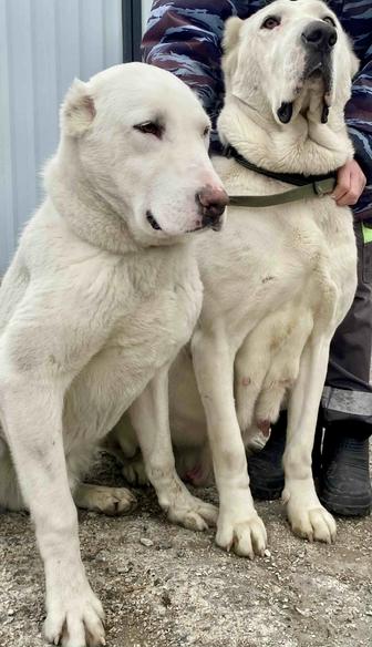 Белый подрощенный щенок алабая