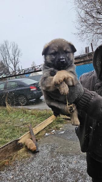 Отдам щенка в добрые руки