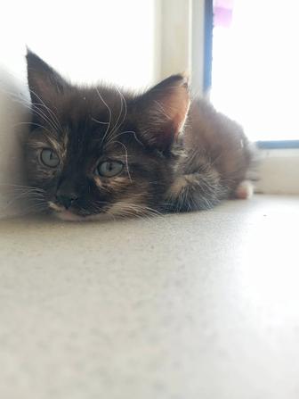Отдам котят