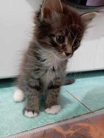 Отдам котят