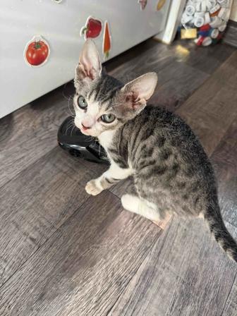 Продается котенок