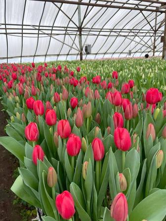Голландские тюльпаны оптом напрямую от производителя