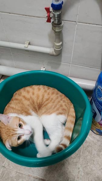 Отдам кота