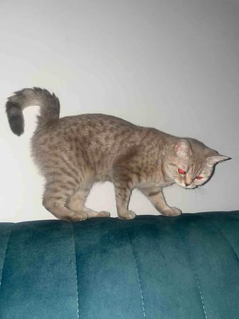 Отдам кошку в добрые руки