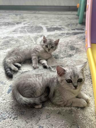 Котята