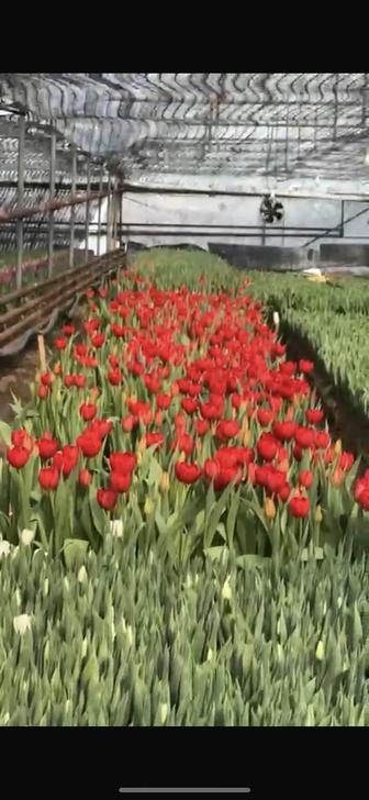 тюльпаны оптом
