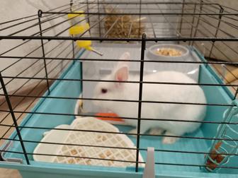 Продам декаротивного кролика