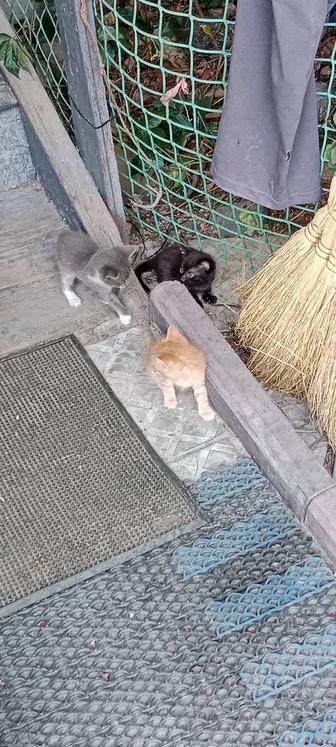 Срочно Отдадим котят бесплатно