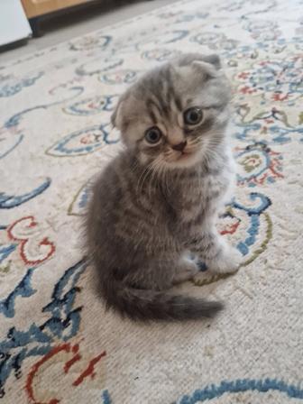 Продаются шотландские котята