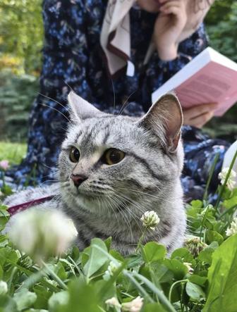 Отдам в добрые руки кошку