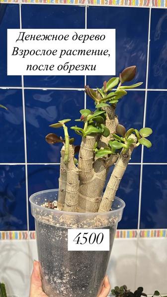 Продам комнатные цветы