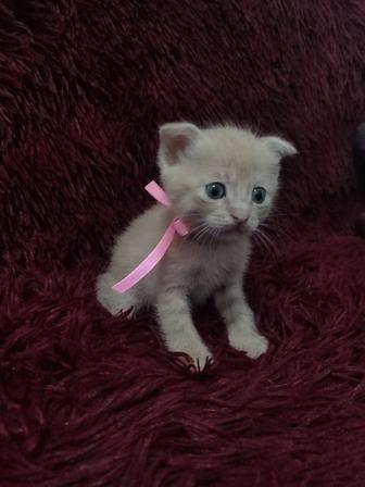 Котенок вислоухий