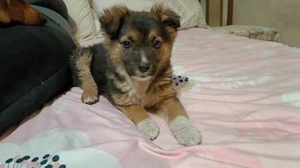 Щенок, девочка