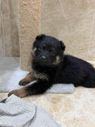 Щенят в добрые руки