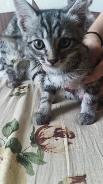 Отдам котят бесплатно в добрые руки