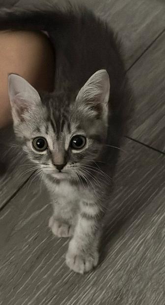 Продаю котенка