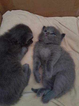 Отдам котят в хорошие руки