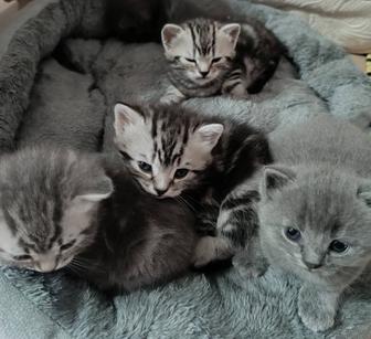 Продам котят , британцы