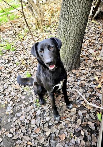 Черный кобель для дома и охраны