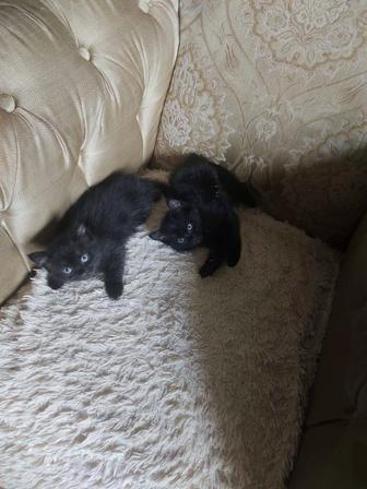 Котята