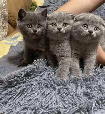 Шикарные шотландские вислоухие котята