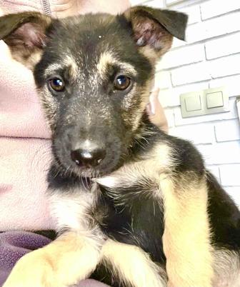 Продам щенков в хорошие руки