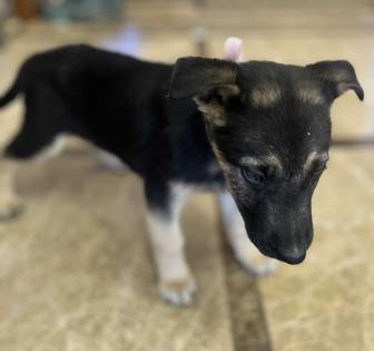 Продам щенков в хорошие руки