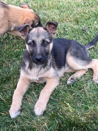 Продам щенков в хорошие руки