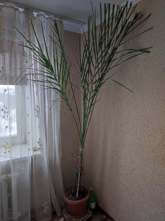 Срочно продам финиковую пальму