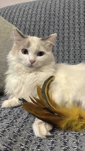 Отдадим любимую кошку в любящие и заботливые руки