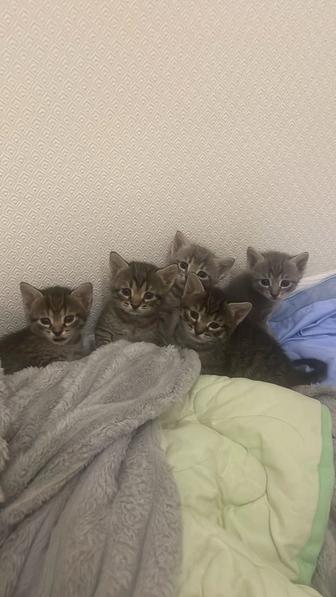 Отдам котятки в добрые руки