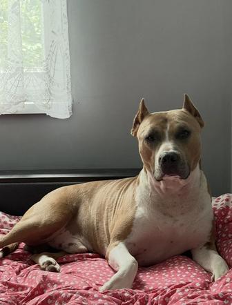 Отдам собак в добрые руки