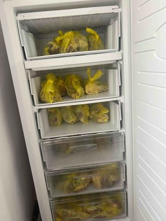 Морлзильник