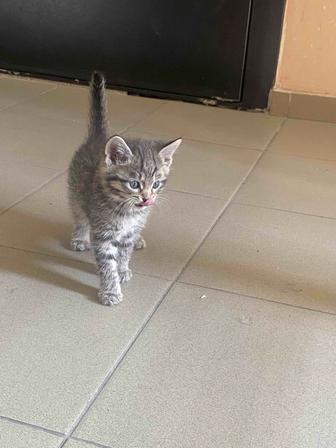 Отдам котят