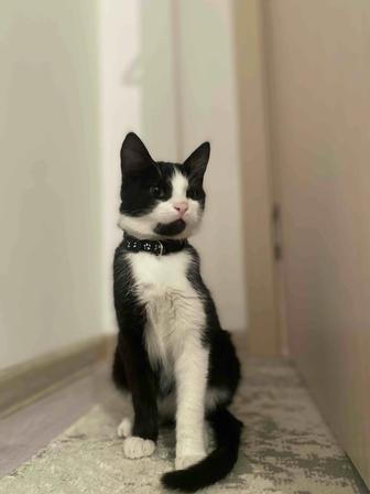 Отдам котенка в добрые руки