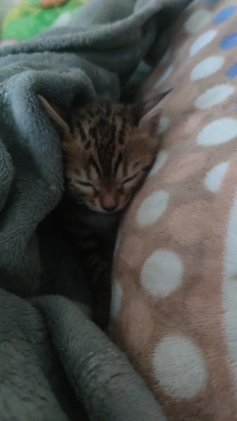 Бенгальские котята .