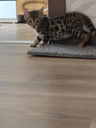 Бенгальские котята .