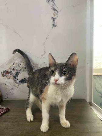 Кошечка в добрые руки